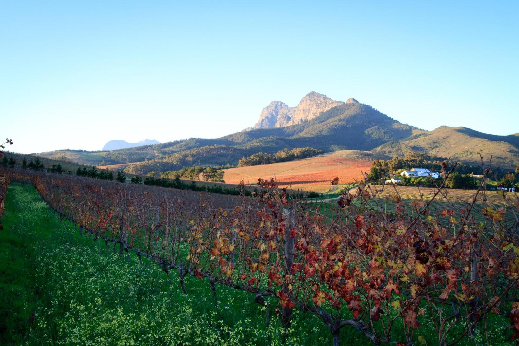 Marianne Wine Estate Bed & Breakfast Stellenbosch Eksteriør bilde
